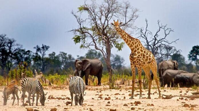 نمیبیا کا ہاتھی اور زیبرا سمیت جنگلی جانوروں کو مار نمیبیا کا ہاتھی اور زیبرا سمیت جنگلی جانوروں کو مار کر گوشت عوام میں تقسیم کرنیکا فیصلہ