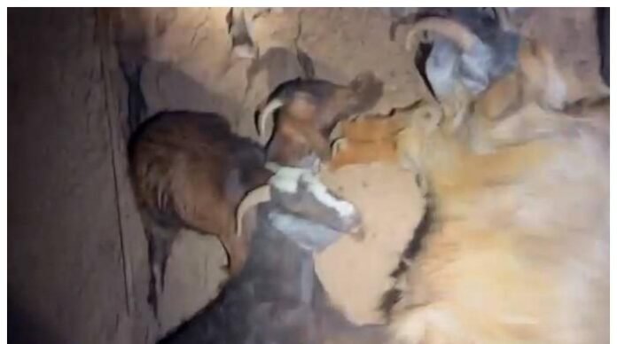 یہودی انتہا پسندوں نے فلسطینیوں کے درجنوں جانوروں کو زہر یہودی انتہا پسندوں نے فلسطینیوں کے درجنوں جانوروں کو زہر دیکر ہلاک کردیا